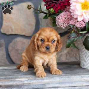 Piper, Cavalier King Charles Spaniel Puppy