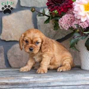 Piper, Cavalier King Charles Spaniel Puppy