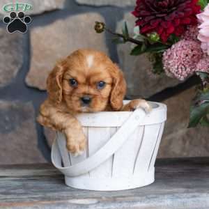 Percy, Cavalier King Charles Spaniel Puppy