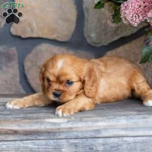 Percy, Cavalier King Charles Spaniel Puppy