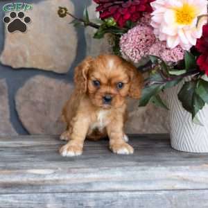 Percy, Cavalier King Charles Spaniel Puppy