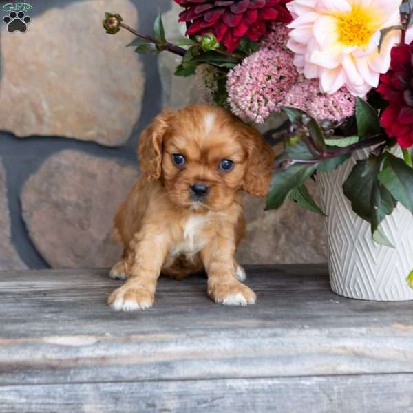Percy, Cavalier King Charles Spaniel Puppy