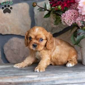 Percy, Cavalier King Charles Spaniel Puppy
