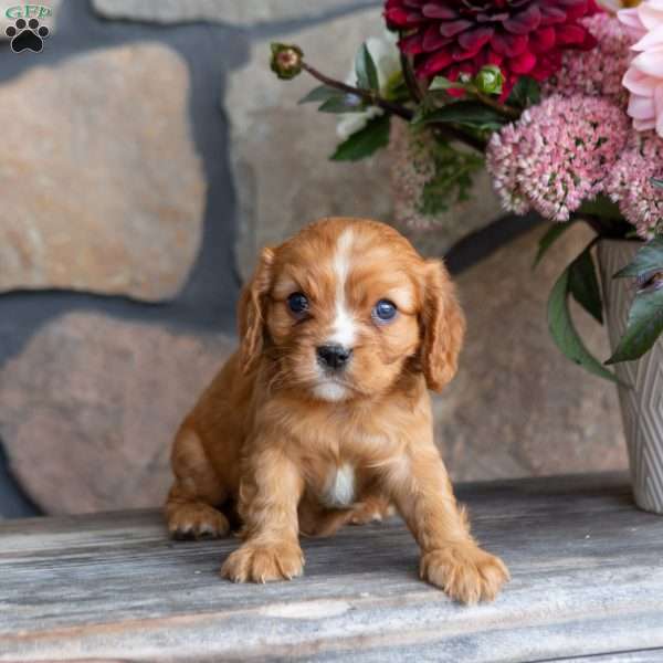 Poppy, Cavalier King Charles Spaniel Puppy