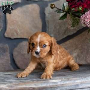 Poppy, Cavalier King Charles Spaniel Puppy