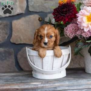 Poppy, Cavalier King Charles Spaniel Puppy