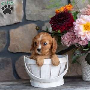 Poppy, Cavalier King Charles Spaniel Puppy