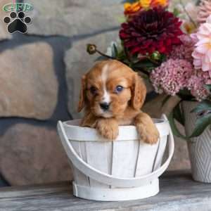 Poppy, Cavalier King Charles Spaniel Puppy