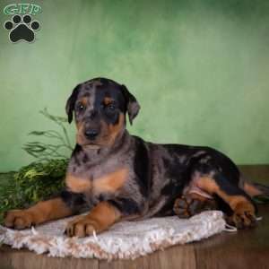 Maggie, Catahoula Mix Puppy