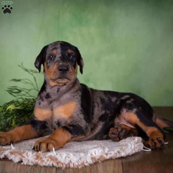 Maggie, Catahoula Mix Puppy