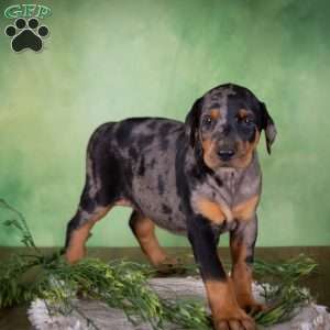 Maggie, Catahoula Mix Puppy
