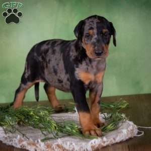 Maggie, Catahoula Mix Puppy