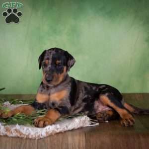 Maggie, Catahoula Mix Puppy