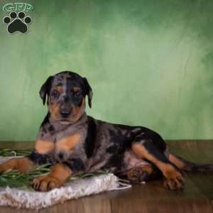 Maggie, Catahoula Mix Puppy
