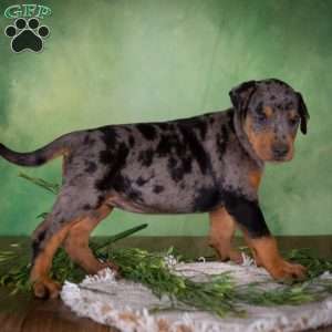 Misty, Catahoula Mix Puppy