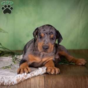 Misty, Catahoula Mix Puppy