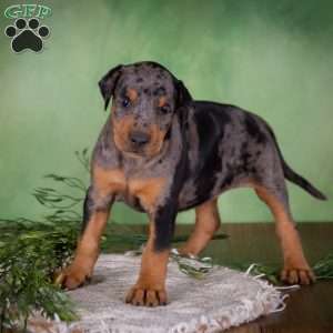 Misty, Catahoula Mix Puppy