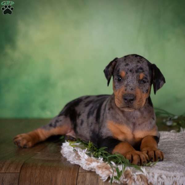 Misty, Catahoula Mix Puppy
