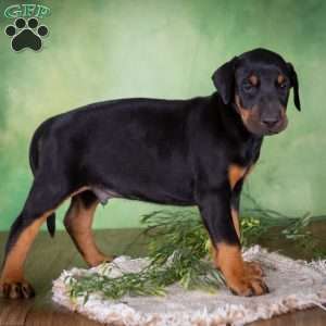 Mason, Doberman Mix Puppy
