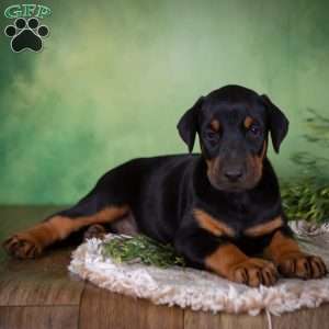 Mason, Doberman Mix Puppy