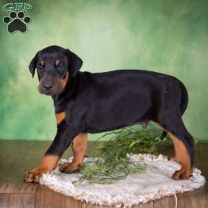 Mason, Doberman Mix Puppy