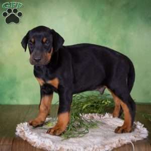 Mason, Doberman Mix Puppy