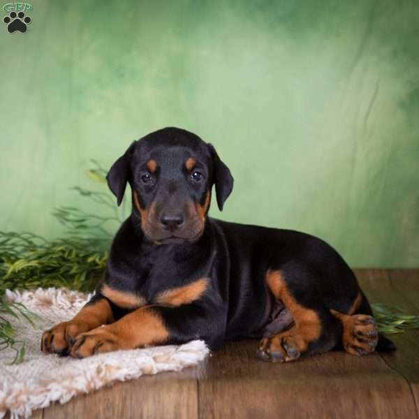 Mason, Doberman Mix Puppy
