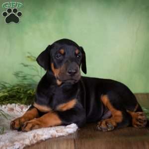 Mason, Doberman Mix Puppy