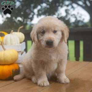 Cider, Golden Retriever Puppy