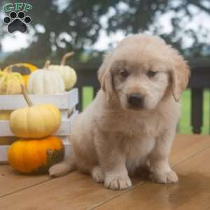 Cider, Golden Retriever Puppy