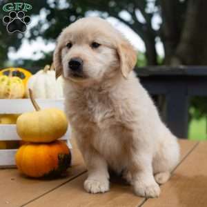 Cider, Golden Retriever Puppy