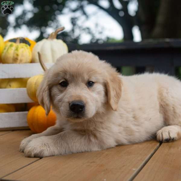 Cider, Golden Retriever Puppy