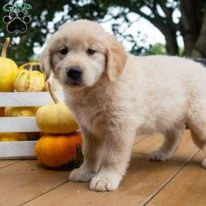 Cider, Golden Retriever Puppy