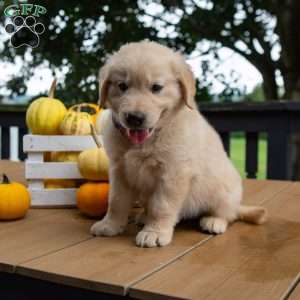 Copper, Golden Retriever Puppy