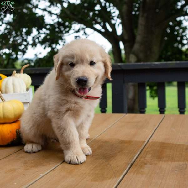 Copper, Golden Retriever Puppy