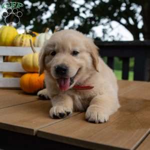 Copper, Golden Retriever Puppy