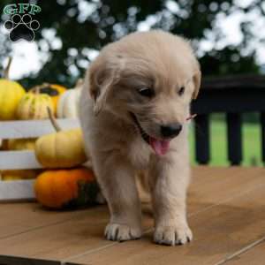 Copper, Golden Retriever Puppy