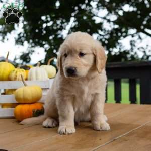Cinnamon, Golden Retriever Puppy