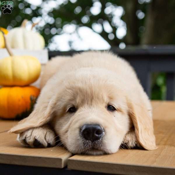 Cinnamon, Golden Retriever Puppy