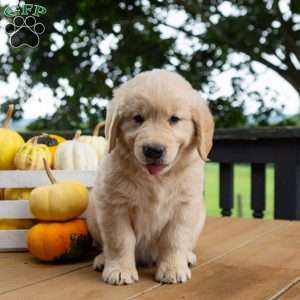 Cinnamon, Golden Retriever Puppy