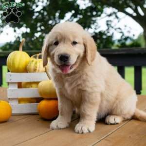 Cinnamon, Golden Retriever Puppy