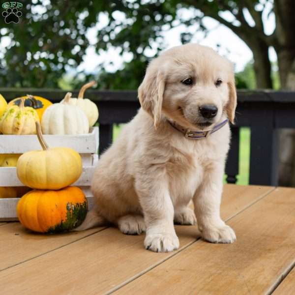 Chestnut, Golden Retriever Puppy