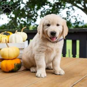 Chestnut, Golden Retriever Puppy