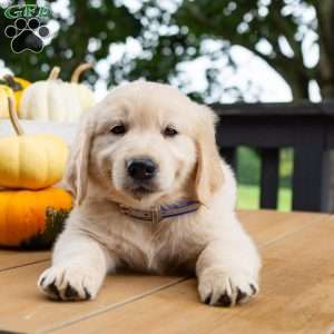 Chestnut, Golden Retriever Puppy