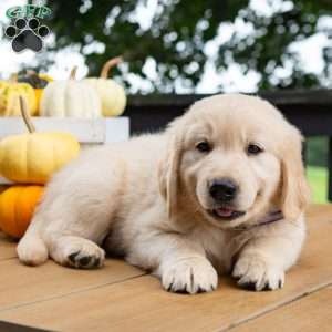 Chestnut, Golden Retriever Puppy