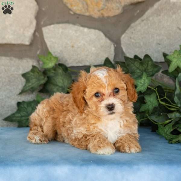 Kallie, Maltipoo Puppy