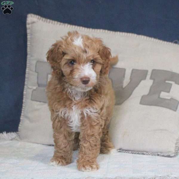 Eddie, Cockapoo Puppy