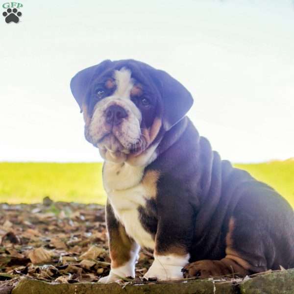 Eddie, English Bulldog Puppy