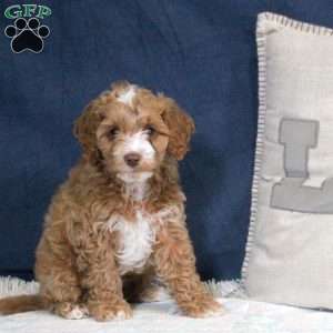 Eddie, Cockapoo Puppy
