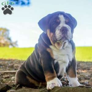 Eddie, English Bulldog Puppy